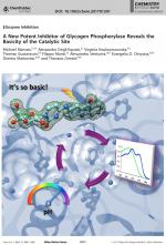Frontispiece: A New Potent Inhibitor of Glycogen Phosphorylase Reveals the Basicity of the Catalytic Site