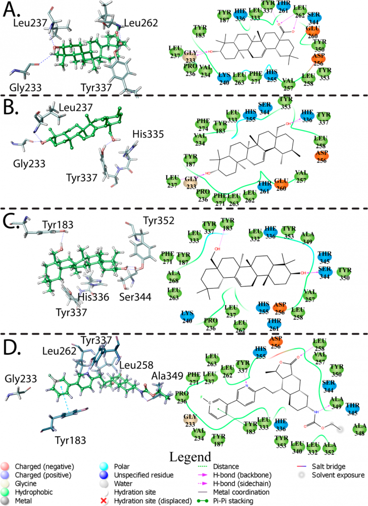 Predicted binding poses with best induced fit score of (A) oleanolic acid, (B) uvaol, (C) erythrodiol,