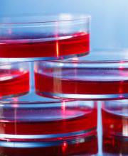 Aikaterini Theodosopoulou